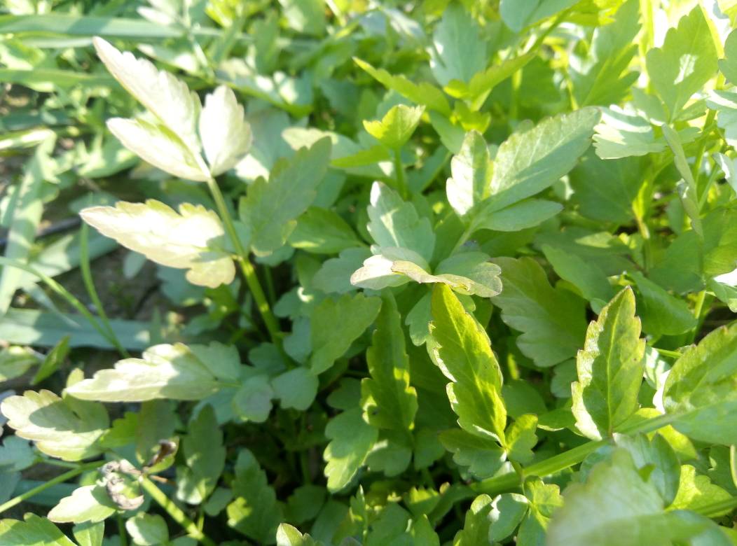 也就是非人工种植的可以食用的植物,靠风力动物等传播种子自然生长,是