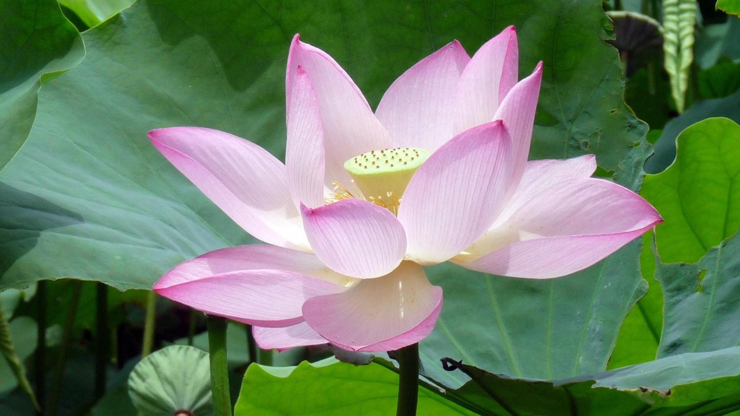 荷花高清桌面壁纸【10p】