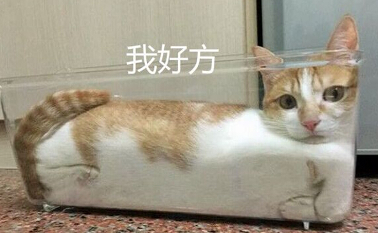困在鱼缸里的猫猜成语_困在笼子里的猫